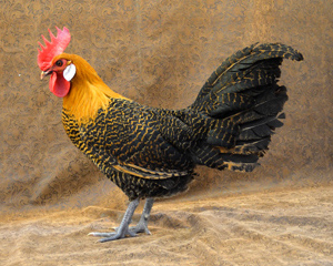 Buy Golden Campines Chickens 5 Buy Golden Campines Chickens
