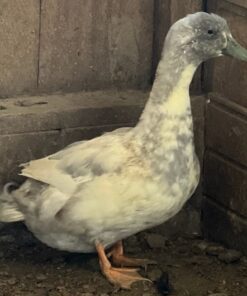 Splash Swedish Duck