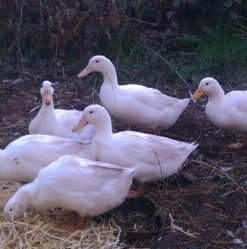 White Layer duck