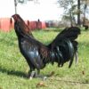 Black Gamefowl