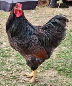 Blue Laced Red Wyandotte