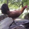 blueface hatch gamefowl