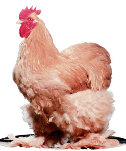 BUFF COCHIN BANTAM