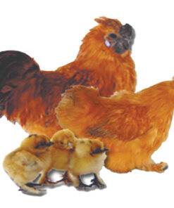 Silkies