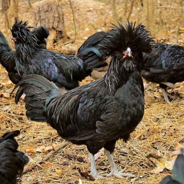 Crevecoeur Chickens