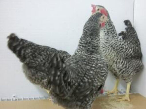 buff barred rock