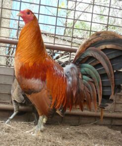 tennessee red quail