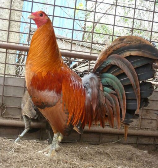 tennessee red quail