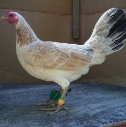 Regular Grey Game Fowl