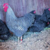 barred rock bantam chicken