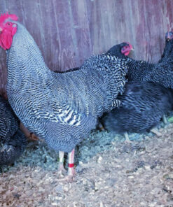 barred rock bantam chicken