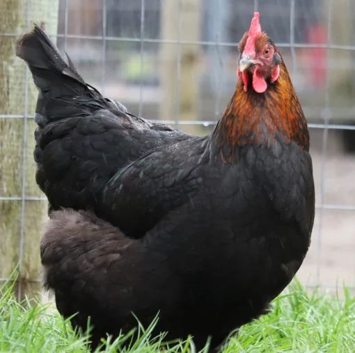 black copper marans chicks