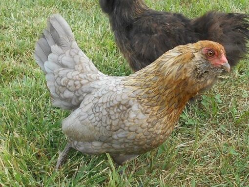Easter Egger Bantam - Image 3