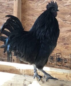 Ayam Cemani Rooster