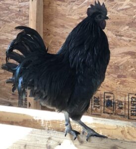 Ayam Cemani Rooster