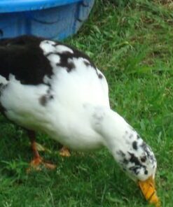 Ancona ducks
