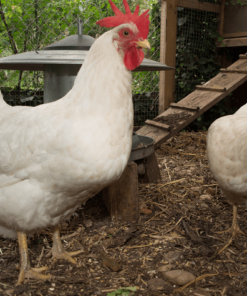 white leghorn chicken