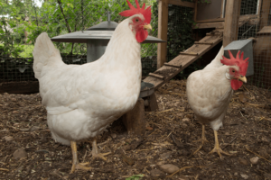 white leghorn chicken