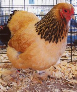Buff Brahma Bantam