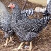 Dominique chicken
