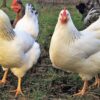 delaware chickens