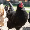 black australorp pullets for sale