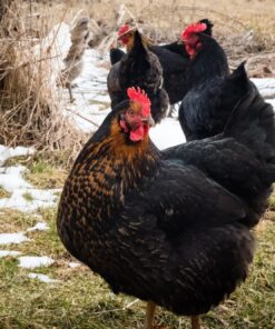 black star chicken