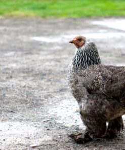 Dark Brahma Chicken