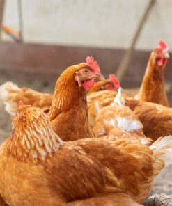 red star chicken