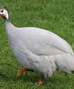 Lavender Guinea Fowl